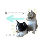 保護猫ビスコ2 byオハナビーズ（個別スタンプ：4）
