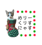保護猫ビスコ2 byオハナビーズ（個別スタンプ：5）