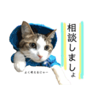 保護猫ビスコ2 byオハナビーズ（個別スタンプ：6）