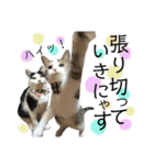 保護猫ビスコ2 byオハナビーズ（個別スタンプ：7）