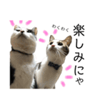 保護猫ビスコ2 byオハナビーズ（個別スタンプ：8）