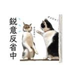 保護猫ビスコ2 byオハナビーズ（個別スタンプ：9）
