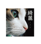 保護猫ビスコ2 byオハナビーズ（個別スタンプ：10）