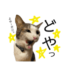 保護猫ビスコ2 byオハナビーズ（個別スタンプ：12）