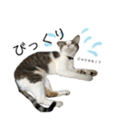保護猫ビスコ2 byオハナビーズ（個別スタンプ：13）