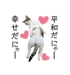 保護猫ビスコ2 byオハナビーズ（個別スタンプ：14）