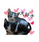保護猫ビスコ2 byオハナビーズ（個別スタンプ：15）