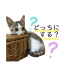 保護猫ビスコ2 byオハナビーズ（個別スタンプ：16）