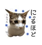 保護猫ビスコ2 byオハナビーズ（個別スタンプ：17）
