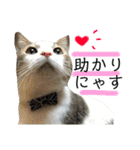 保護猫ビスコ2 byオハナビーズ（個別スタンプ：18）