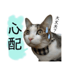 保護猫ビスコ2 byオハナビーズ（個別スタンプ：19）