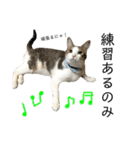 保護猫ビスコ2 byオハナビーズ（個別スタンプ：20）