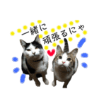 保護猫ビスコ2 byオハナビーズ（個別スタンプ：21）