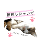 保護猫ビスコ2 byオハナビーズ（個別スタンプ：22）