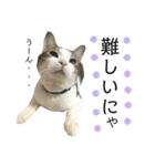 保護猫ビスコ2 byオハナビーズ（個別スタンプ：23）