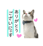 保護猫ビスコ2 byオハナビーズ（個別スタンプ：24）