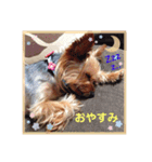 LoveyヨーキーNOAH（個別スタンプ：2）