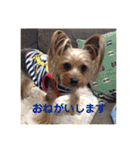 LoveyヨーキーNOAH（個別スタンプ：5）