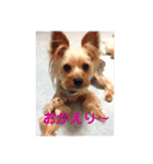 LoveyヨーキーNOAH（個別スタンプ：6）