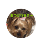 LoveyヨーキーNOAH（個別スタンプ：7）
