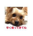 LoveyヨーキーNOAH（個別スタンプ：9）