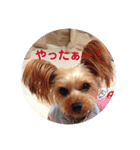 LoveyヨーキーNOAH（個別スタンプ：10）