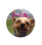 LoveyヨーキーNOAH（個別スタンプ：11）