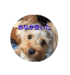 LoveyヨーキーNOAH（個別スタンプ：12）