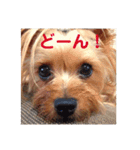 LoveyヨーキーNOAH（個別スタンプ：15）