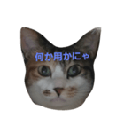 ちびちゃんの気まぐれスタンプ（個別スタンプ：1）