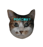ちびちゃんの気まぐれスタンプ（個別スタンプ：2）