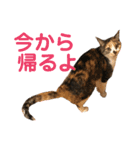 芸のないチョコ（個別スタンプ：1）