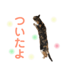 芸のないチョコ（個別スタンプ：2）