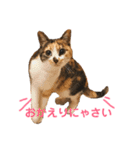 芸のないチョコ（個別スタンプ：3）