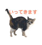 芸のないチョコ（個別スタンプ：6）