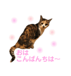芸のないチョコ（個別スタンプ：8）