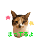 芸のないチョコ（個別スタンプ：9）