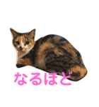 芸のないチョコ（個別スタンプ：11）