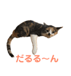 芸のないチョコ（個別スタンプ：12）