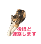 芸のないチョコ（個別スタンプ：14）