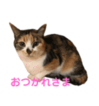 芸のないチョコ（個別スタンプ：16）