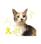 芸のないチョコ（個別スタンプ：18）