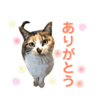 芸のないチョコ（個別スタンプ：20）