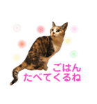芸のないチョコ（個別スタンプ：21）