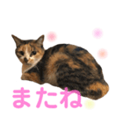 芸のないチョコ（個別スタンプ：22）