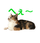 芸のないチョコ（個別スタンプ：24）