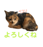 芸のないチョコ（個別スタンプ：25）