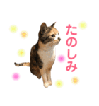 芸のないチョコ（個別スタンプ：26）