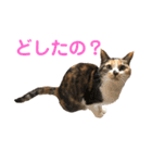 芸のないチョコ（個別スタンプ：28）