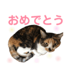 芸のないチョコ（個別スタンプ：31）